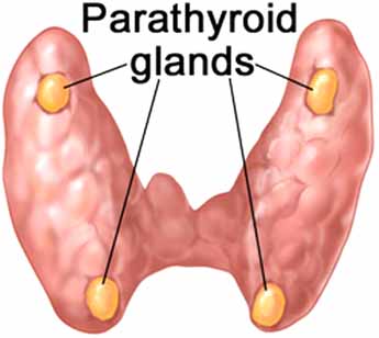parathyroid gland – Thyroid Endocrine